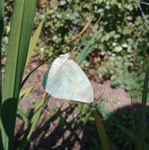 Catopsilia pyranthe at Holder, ACT - 13 Aug 2020 01:48 PM