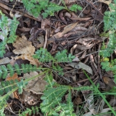 Acaena (genus) (A Sheep's Burr) at Watson Green Space - 26 Jan 2024 by AniseStar