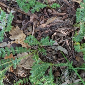 Acaena sp. at Watson Green Space - 26 Jan 2024