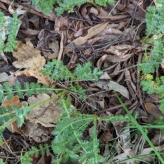 Acaena (genus) at Watson Green Space - 26 Jan 2024