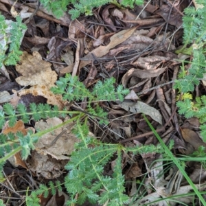 Acaena (genus) at Watson Green Space - 26 Jan 2024