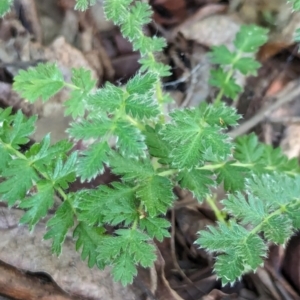 Acaena (genus) at Watson Green Space - 26 Jan 2024