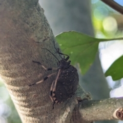 Platycoris rotundatus (A shield bug) at Watson Green Space - 26 Jan 2024 by AniseStar