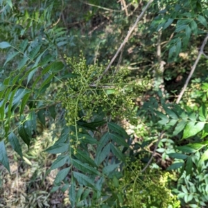 Pistacia chinensis at Watson Green Space - 26 Jan 2024