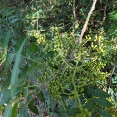 Pistacia chinensis at Watson Green Space - 26 Jan 2024