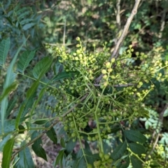 Pistacia chinensis at Watson Green Space - 26 Jan 2024