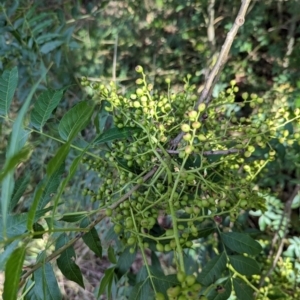 Pistacia chinensis at Watson Green Space - 26 Jan 2024