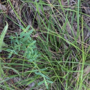 Hypericum perforatum at Watson Green Space - 26 Jan 2024