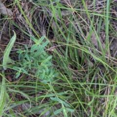 Hypericum perforatum at Watson Green Space - 26 Jan 2024