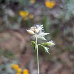 Rytidosperma carphoides (Short Wallaby Grass) at Watson Green Space - 26 Jan 2024 by AniseStar