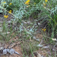 Rytidosperma carphoides at Watson Green Space - 26 Jan 2024