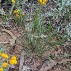 Rytidosperma carphoides at Watson Green Space - 26 Jan 2024 05:40 PM