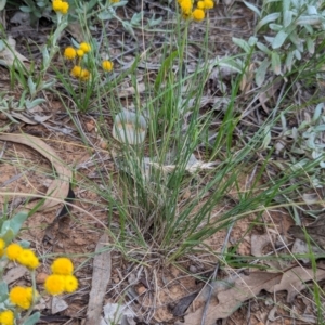 Rytidosperma carphoides at Watson Green Space - 26 Jan 2024 05:40 PM