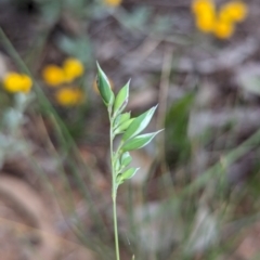 Rytidosperma carphoides at Watson Green Space - 26 Jan 2024 05:40 PM