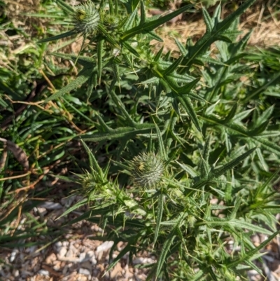 Cirsium vulgare (Spear Thistle) at Watson Green Space - 26 Jan 2024 by AniseStar