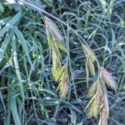 Bromus catharticus (Prairie Grass) at Watson, ACT - 26 Jan 2024 by AniseStar