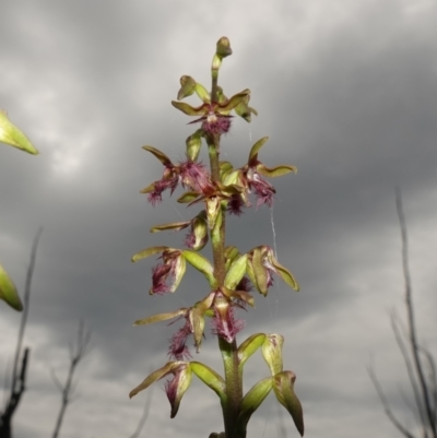 Unidentified Orchid at Morton National Park - 24 Jan 2024 by RobG1