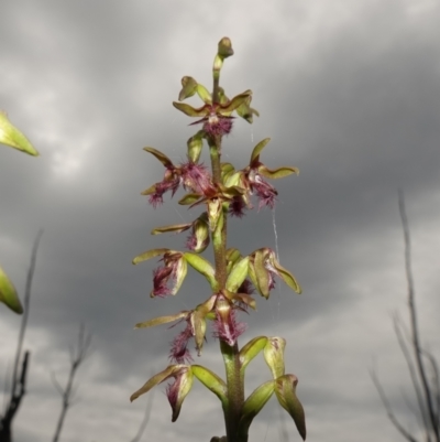 Corunastylis fimbriata at Morton National Park - 24 Jan 2024 by RobG1