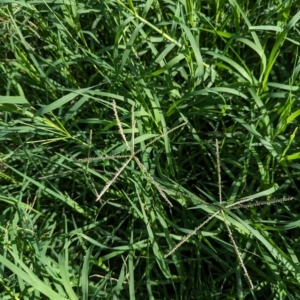 Cynodon dactylon at Watson Green Space - 26 Jan 2024