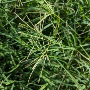 Cynodon dactylon at Watson Green Space - 26 Jan 2024