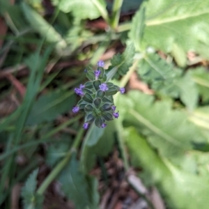 Salvia verbenaca var. verbenaca at Watson Green Space - 26 Jan 2024 05:35 PM