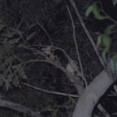 Petauroides volans (Greater Glider) at Seven Mile Beach National Park - 26 Jan 2024 by danswell