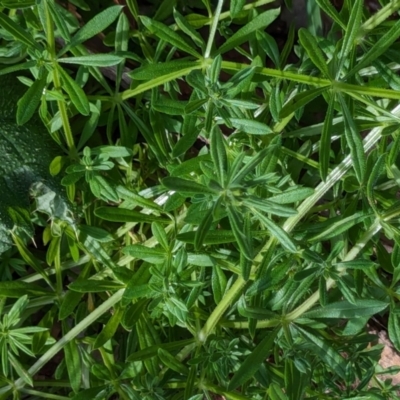 Galium aparine (Goosegrass, Cleavers) at Watson Green Space - 26 Jan 2024 by AniseStar