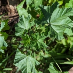 Malva parviflora (Little Mallow) at Watson Green Space - 26 Jan 2024 by AniseStar