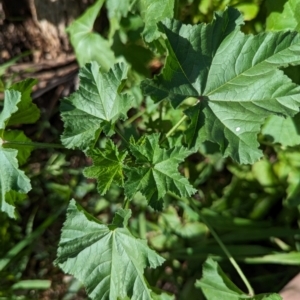 Malva parviflora at Watson Green Space - 26 Jan 2024 05:32 PM