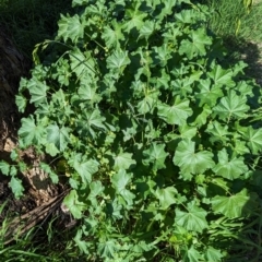 Malva parviflora at Watson Green Space - 26 Jan 2024 05:32 PM