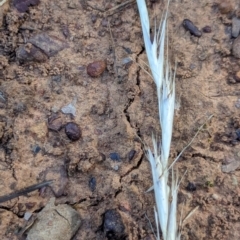 Rytidosperma sp. (Wallaby Grass) at Watson Green Space - 26 Jan 2024 by AniseStar