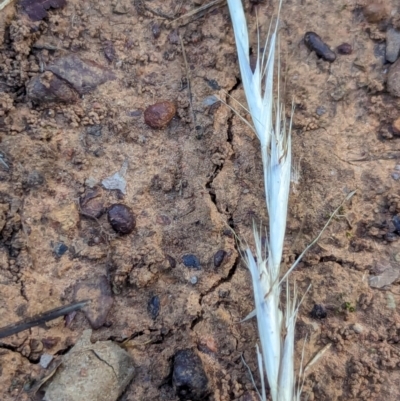 Rytidosperma sp. (Wallaby Grass) at Watson, ACT - 26 Jan 2024 by AniseStar