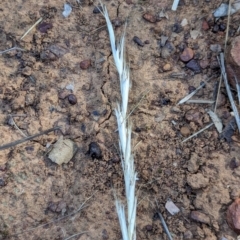 Rytidosperma sp. at Watson Green Space - 26 Jan 2024