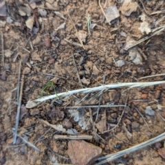 Rytidosperma sp. at Watson Green Space - 26 Jan 2024