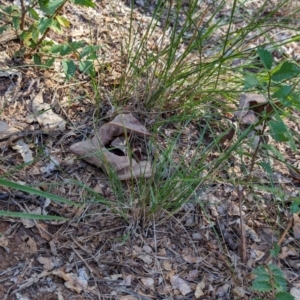 Rytidosperma sp. at Watson Green Space - 26 Jan 2024