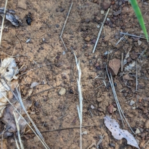 Rytidosperma sp. at Watson Green Space - 26 Jan 2024