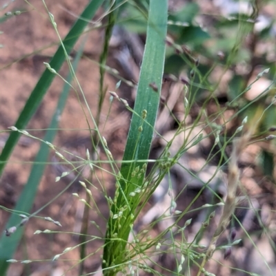 Panicum effusum (Hairy Panic Grass) at Watson, ACT - 26 Jan 2024 by AniseStar
