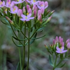 Centaurium erythraea (Common Centaury) at Watson, ACT - 26 Jan 2024 by AniseStar