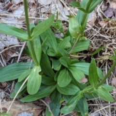 Centaurium erythraea at Watson Green Space - 26 Jan 2024 05:23 PM