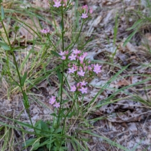 Centaurium erythraea at Watson Green Space - 26 Jan 2024 05:23 PM