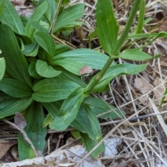 Centaurium erythraea at Watson Green Space - 26 Jan 2024