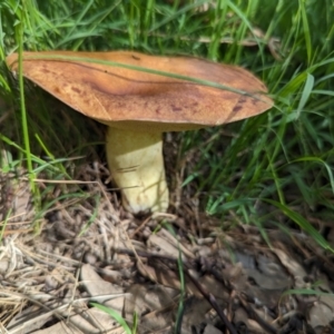 zz bolete at Watson Green Space - 26 Jan 2024 05:15 PM