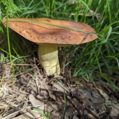 Unidentified Bolete - Fleshy texture, stem central (more-or-less) at Watson Green Space - 26 Jan 2024 by AniseStar