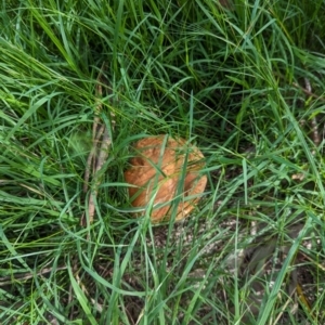 zz bolete at Watson Green Space - 26 Jan 2024 05:15 PM