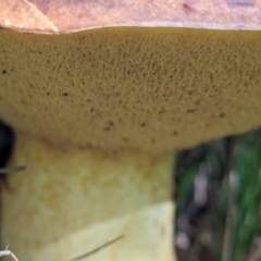 zz bolete at Watson Green Space - 26 Jan 2024 05:15 PM