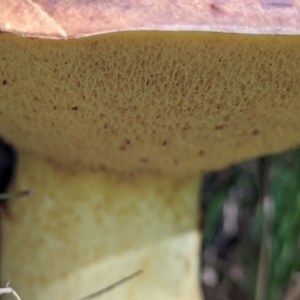 zz bolete at Watson Green Space - 26 Jan 2024 05:15 PM