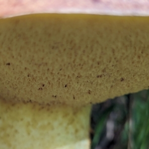 zz bolete at Watson Green Space - 26 Jan 2024 05:15 PM