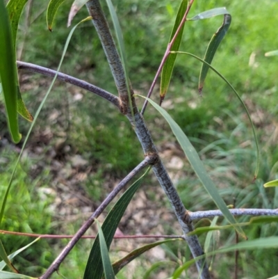 Acacia implexa (Hickory Wattle, Lightwood) at Watson Green Space - 26 Jan 2024 by AniseStar