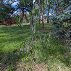 Acacia implexa at Watson Green Space - 26 Jan 2024