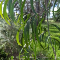 Acacia implexa at Watson Green Space - 26 Jan 2024